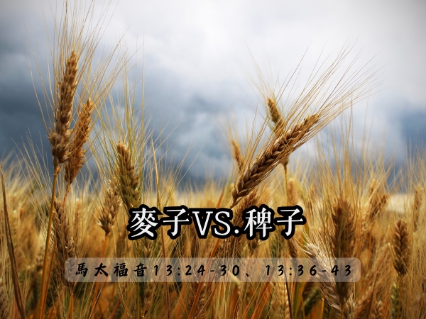𝐍𝐎𝟑𝟎-麥子VS.稗子