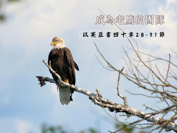 𝐍𝐎𝟑𝟔-成為老鷹的團隊